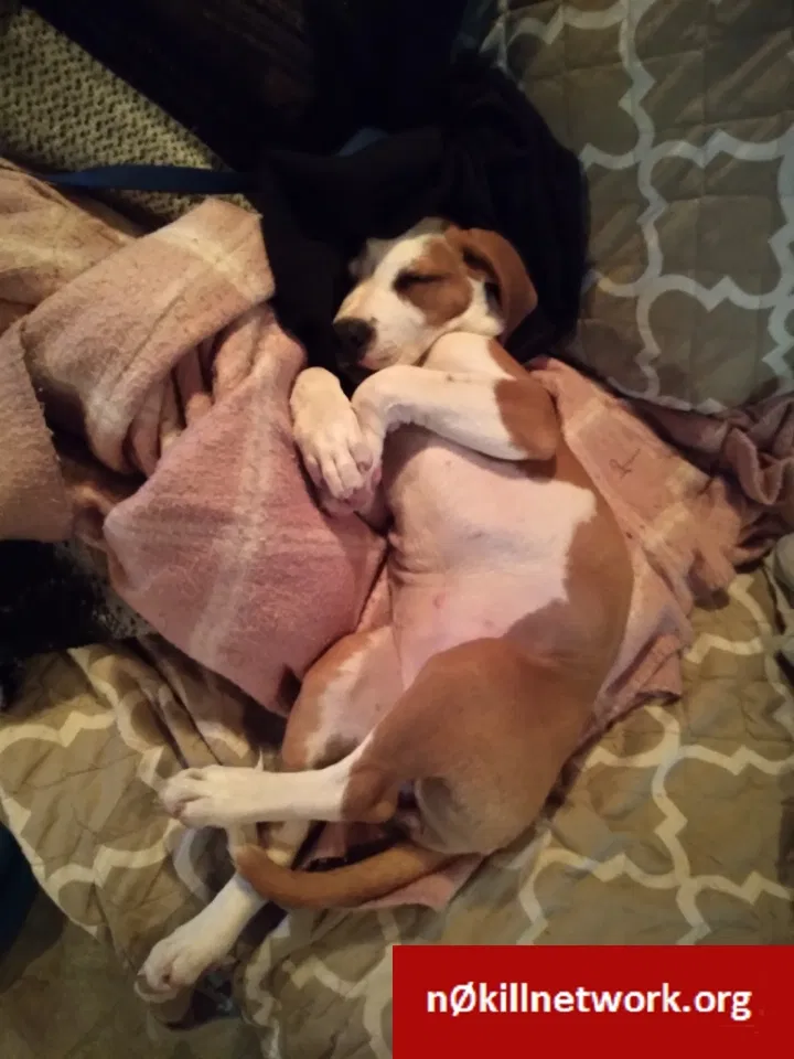 Lost dog in Pascagoula, MS, 39581