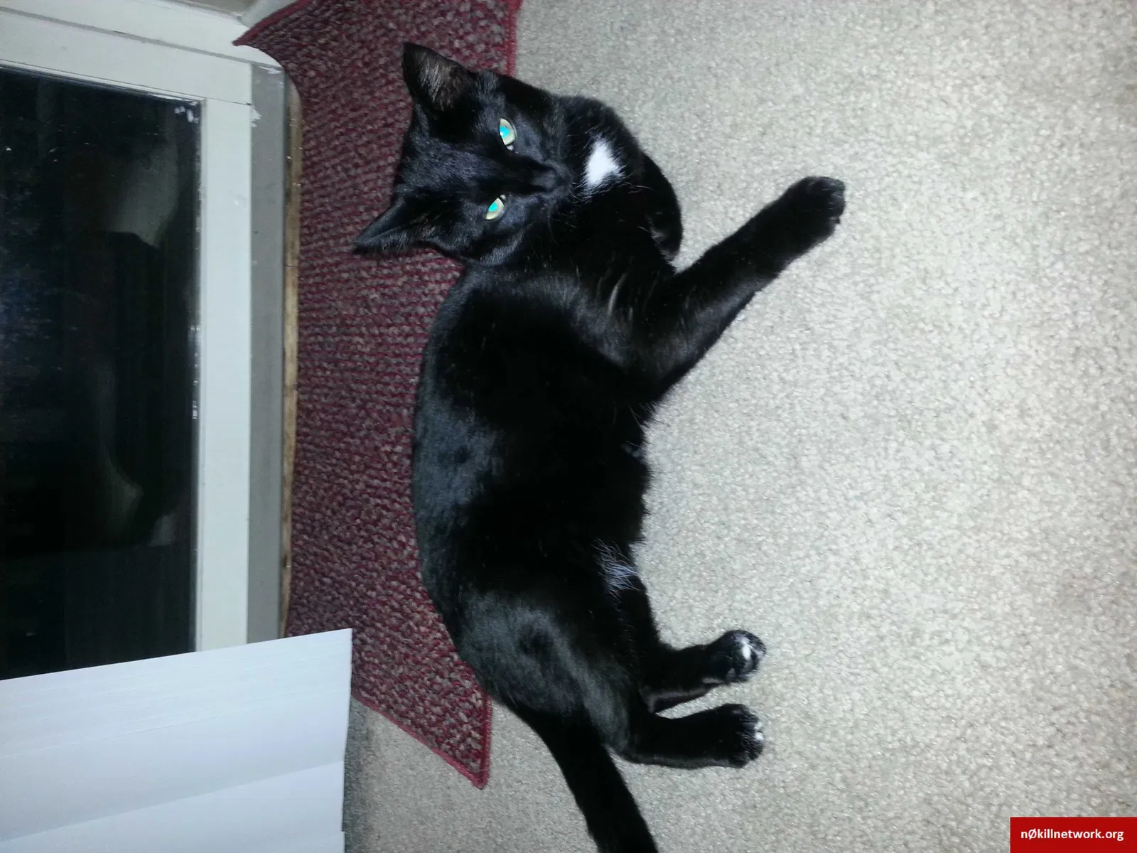 Lost cat in Sherrills Ford, NC, 28673