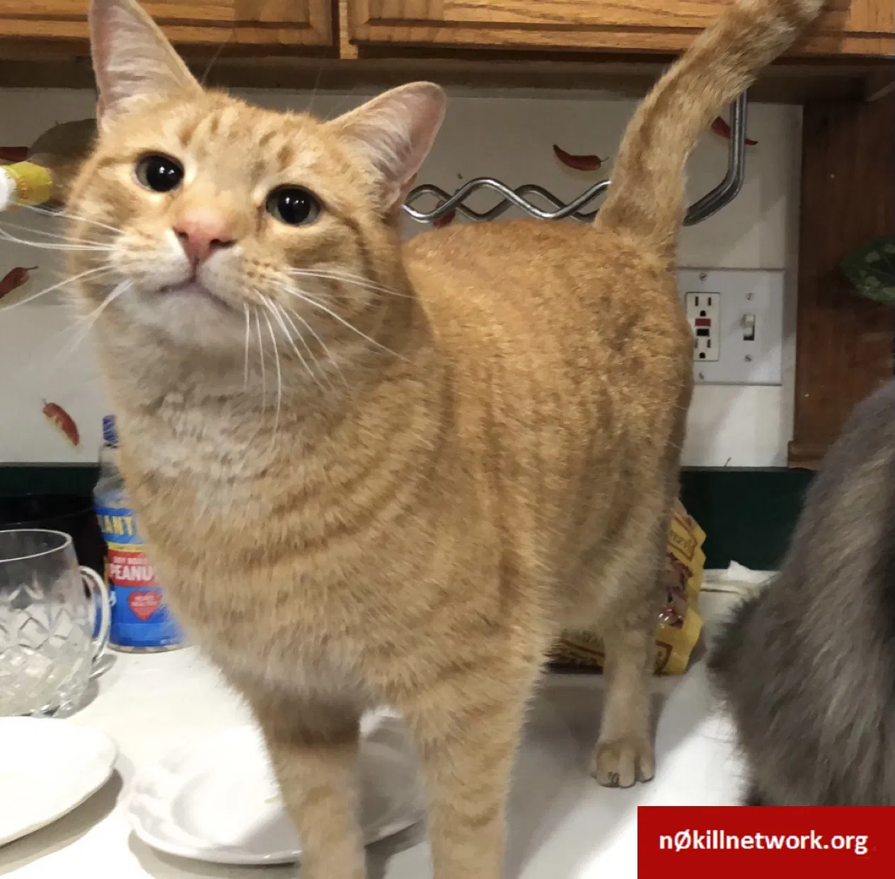 Lost cat in Stamford, CT, 6902