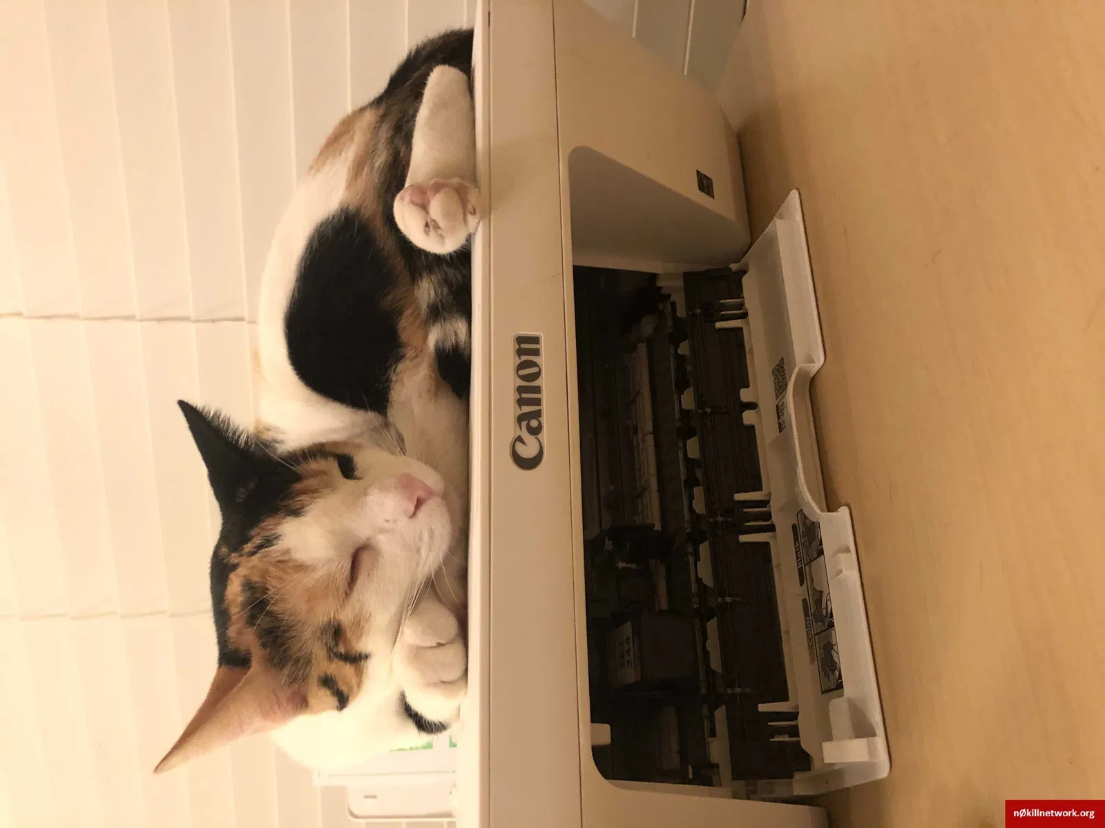 Lost cat in North Las Vegas, NV, 89031