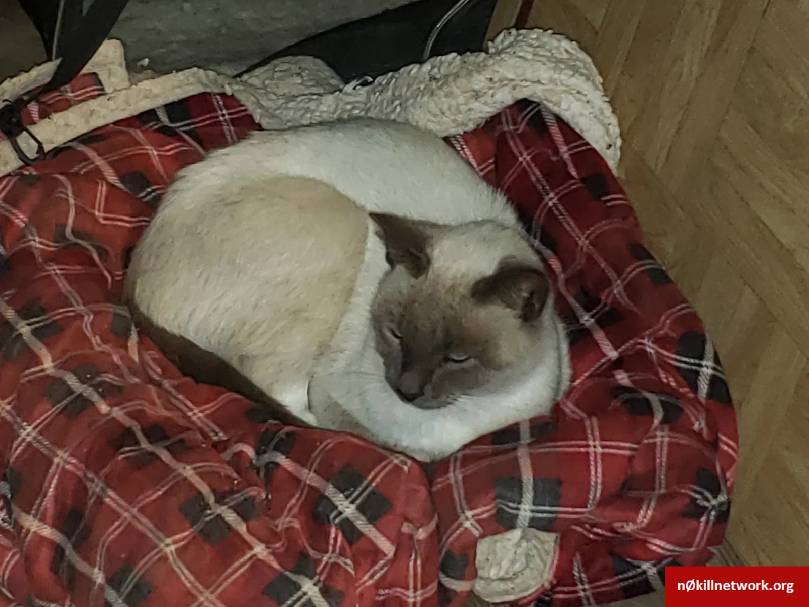 Found cat in Gore, OK, 74435
