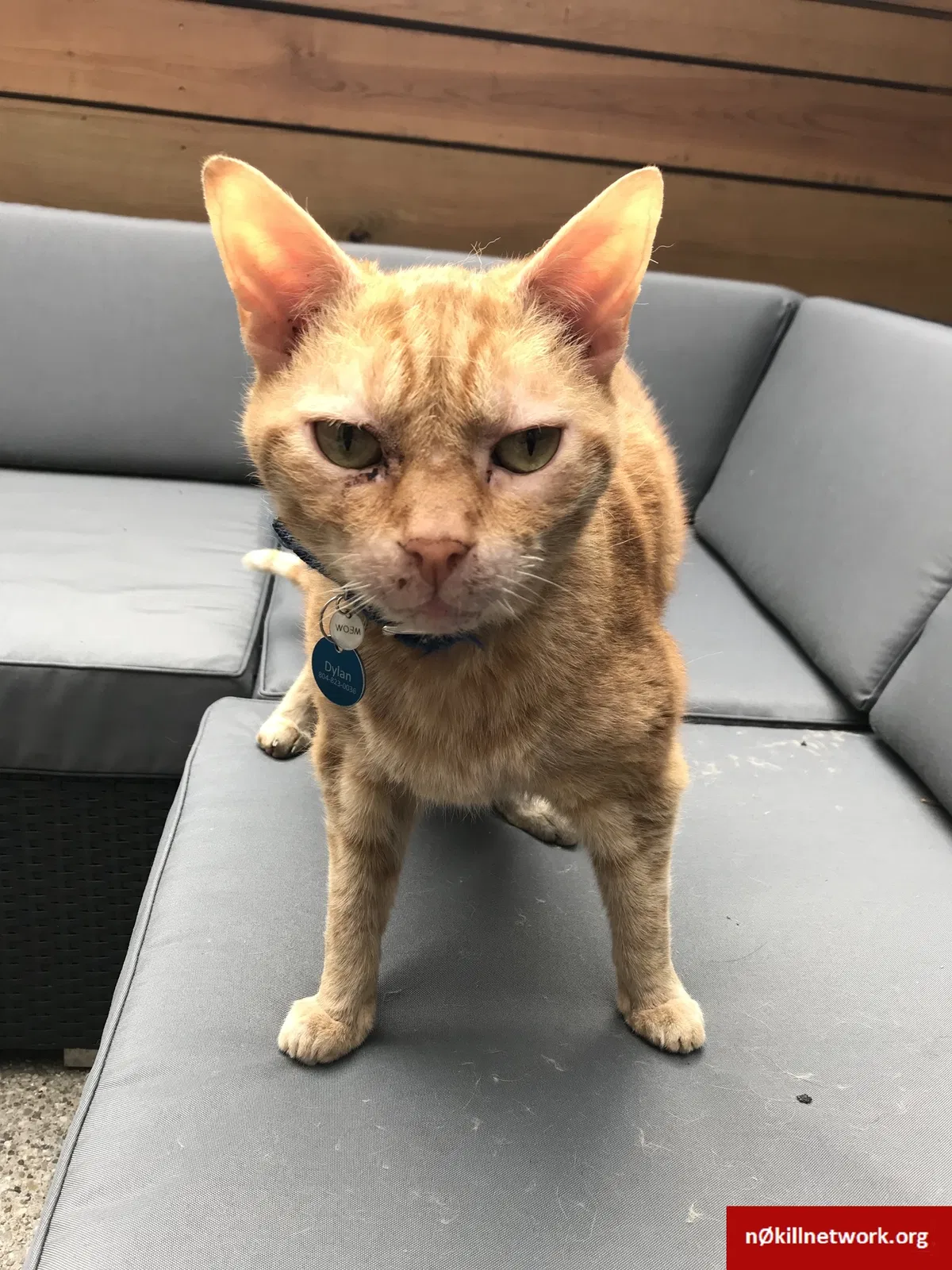 Lost cat in Richmond, VA, 23223