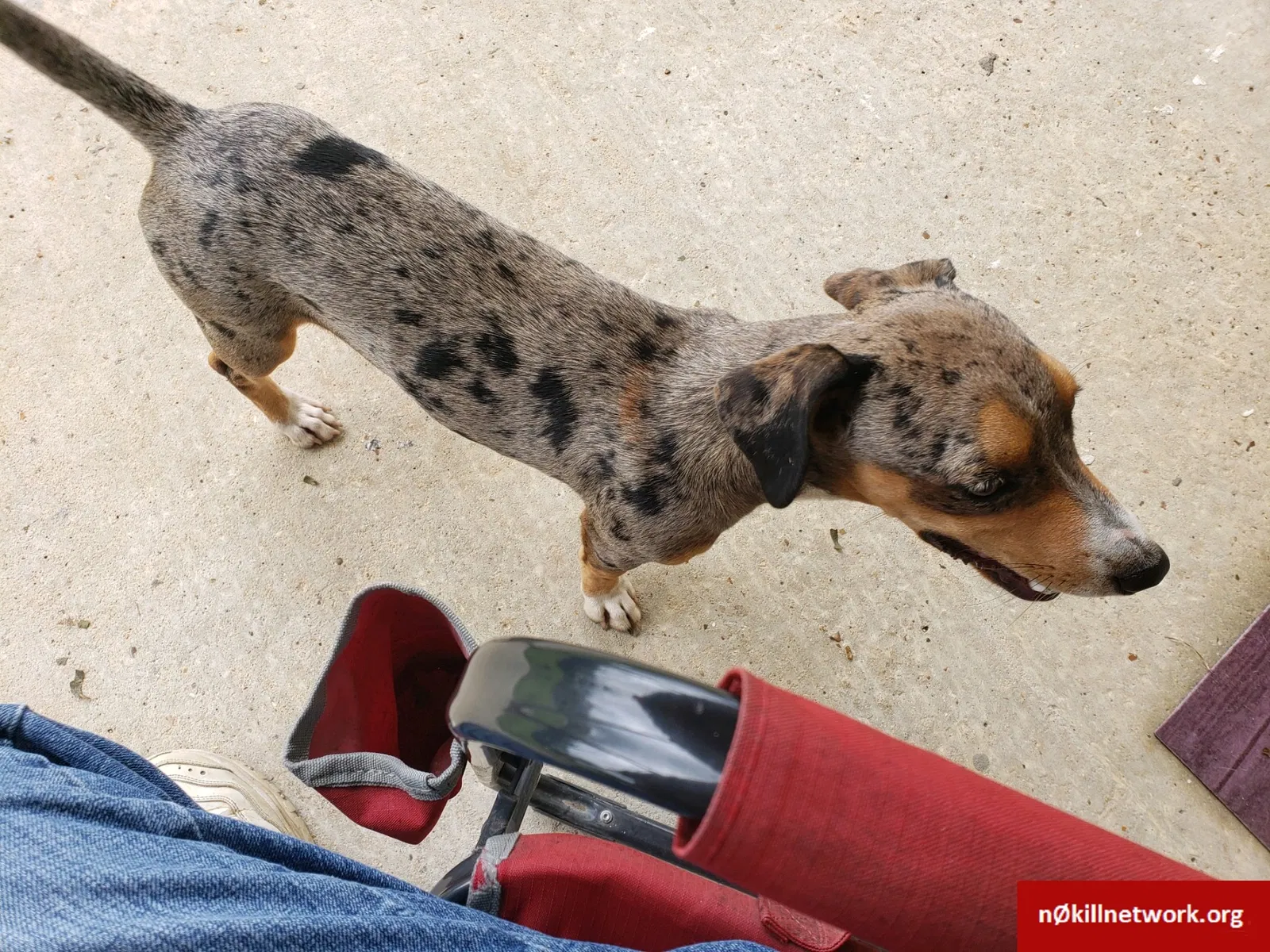 Lost dog in Grand Bay, AL, 36541