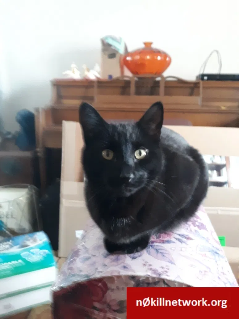 Lost cat in Denver, CO, 80239