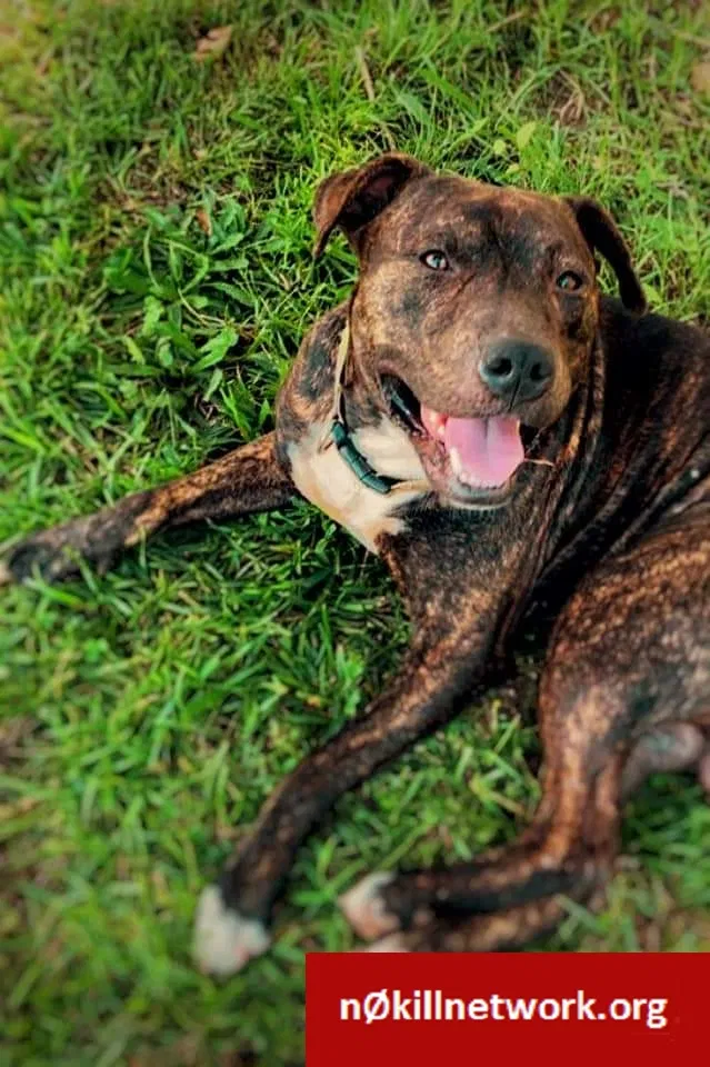 Lost dog in Woodruff, SC, 29388