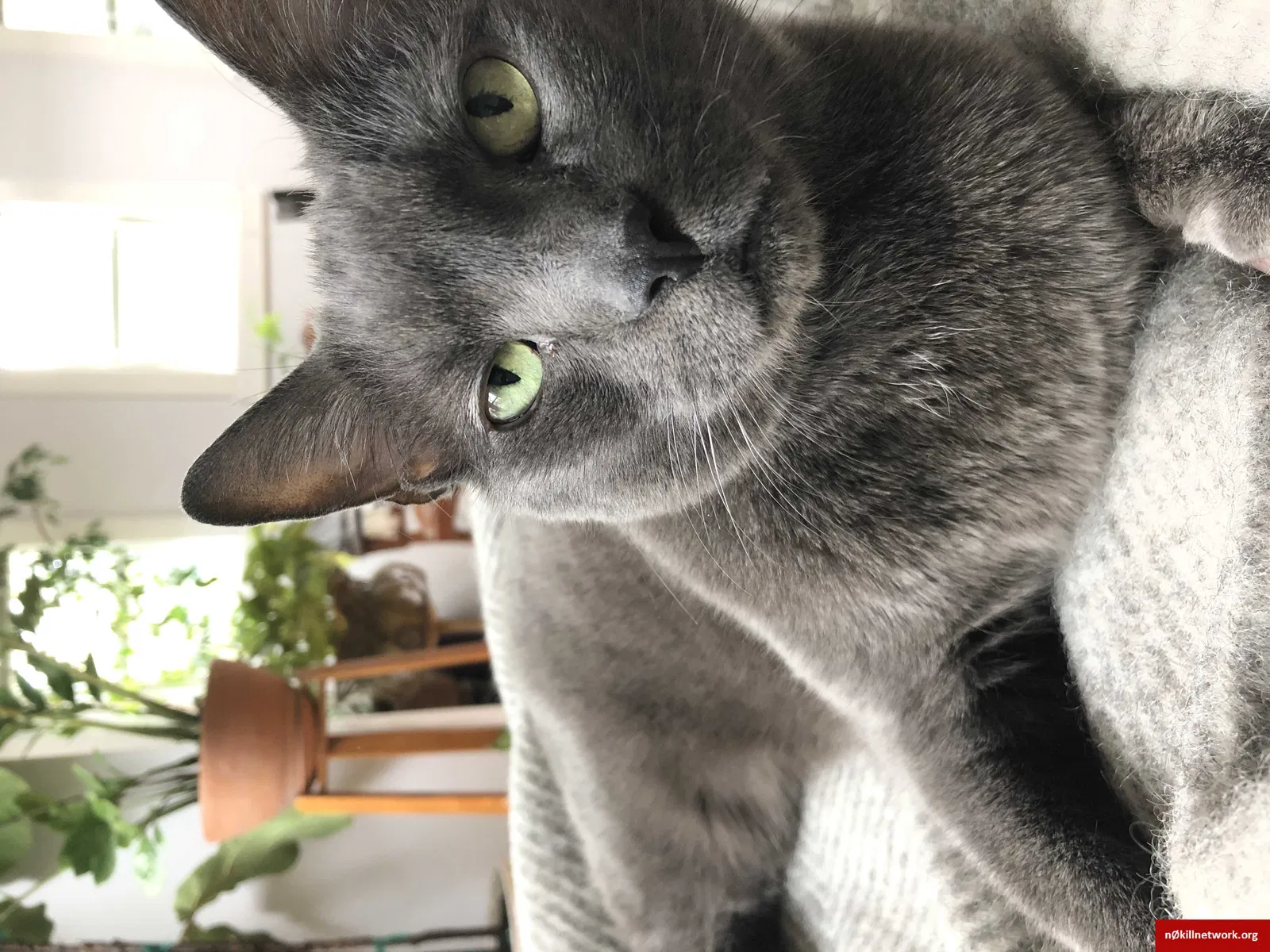 Lost cat in Oakland, CA, 94618