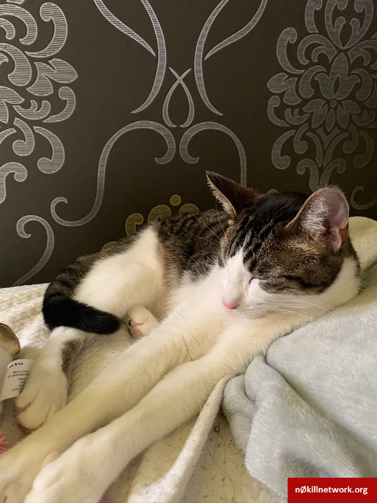 Lost cat in Evergreen Park, IL, 60805