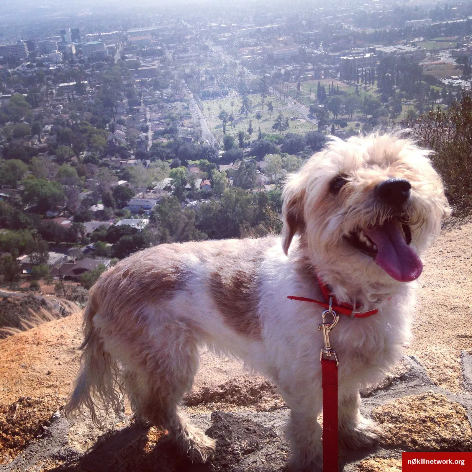 Lost dog in Fontana, CA, 92336