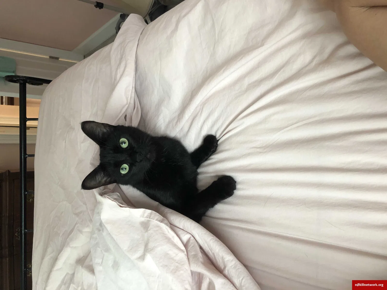 Lost cat in Saint Petersburg, FL, 33702