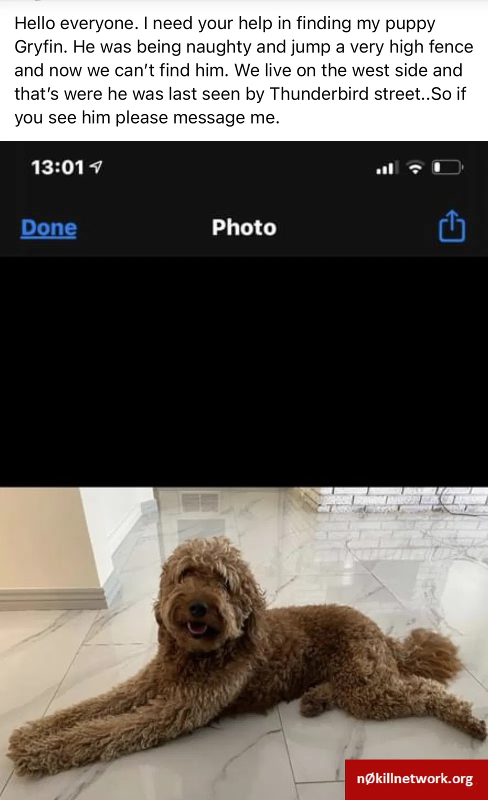 Lost dog in El Paso, TX, 79912