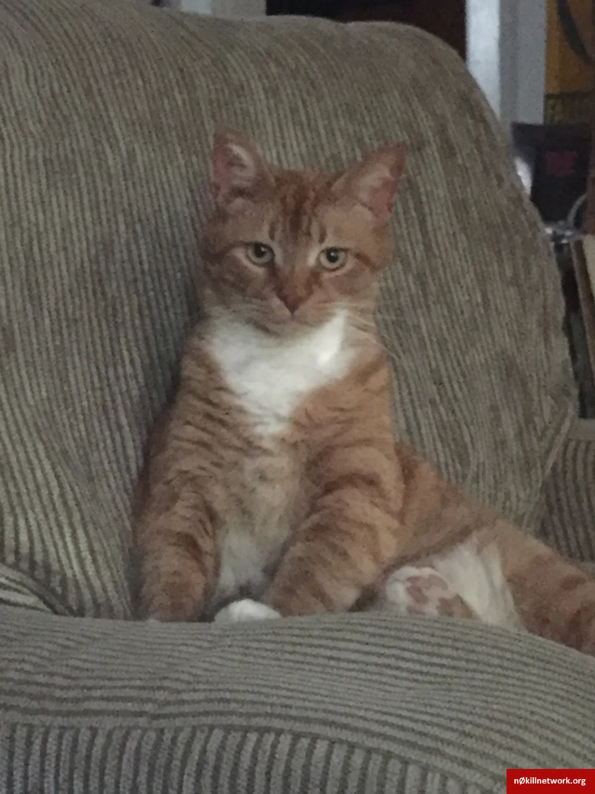 Lost cat in Cambridge, MA, 2140