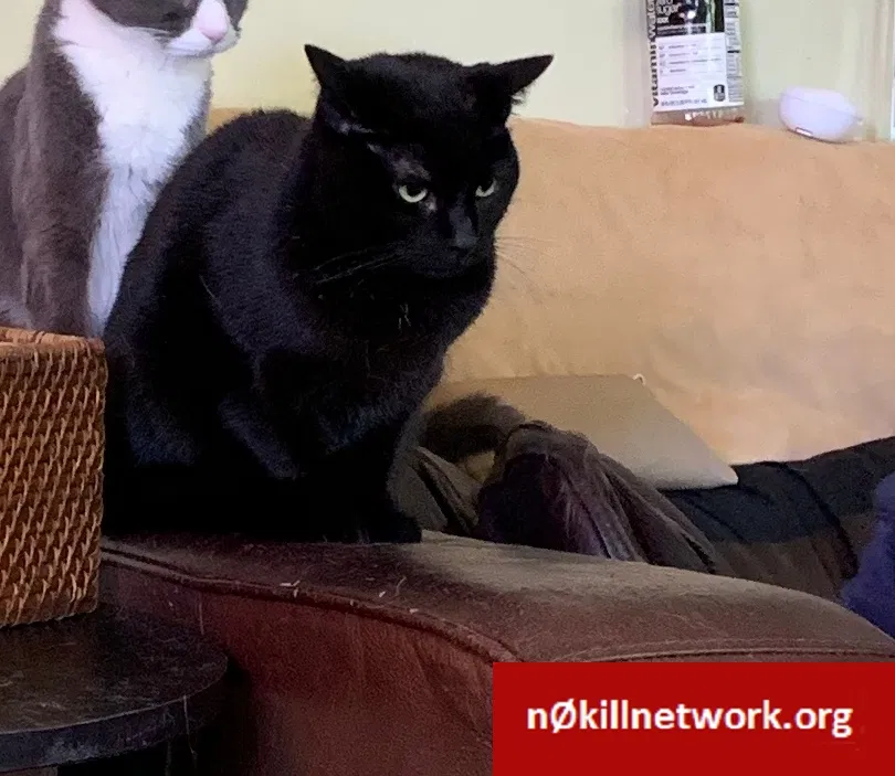 Lost cat in Middletown, OH, 45044