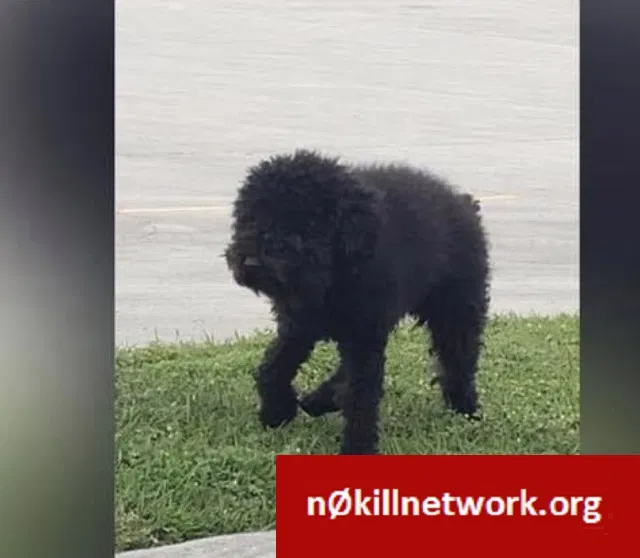 Lost dog in Gretna, LA, 70053
