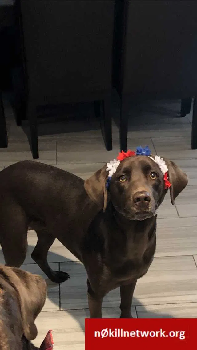 Lost dog in El Paso, TX, 79912