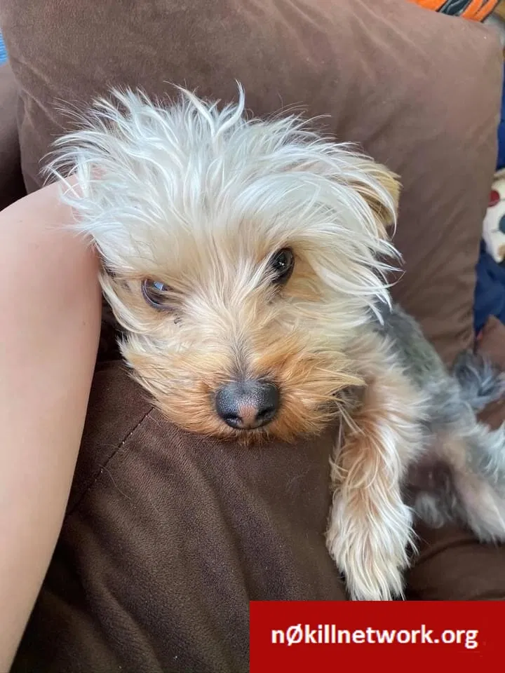 Lost dog in El Paso, TX, 79936