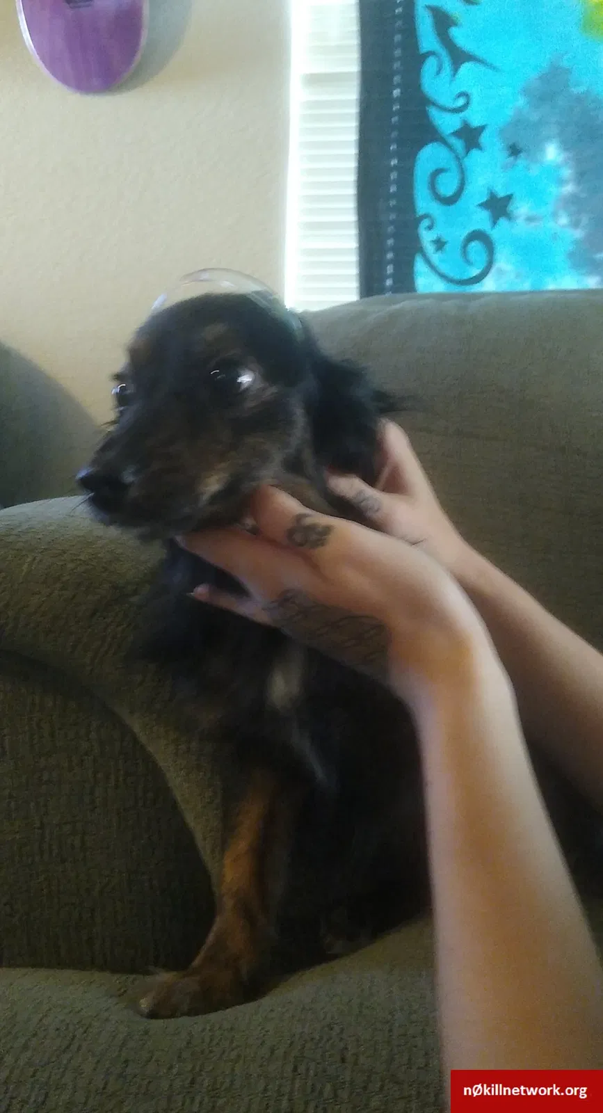 Lost dog in Fort Collins, CO, 80525