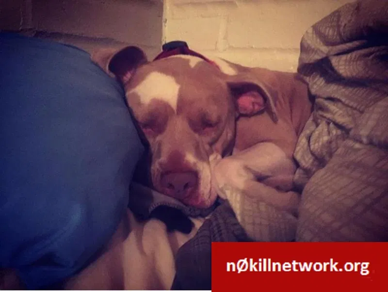 Lost dog in Tucson, AZ, 85719