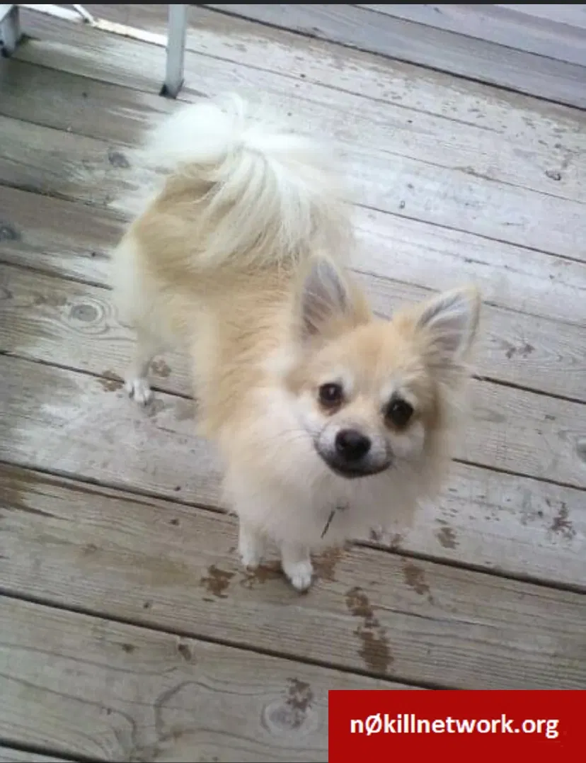 Lost dog in Tulsa, OK, 74128