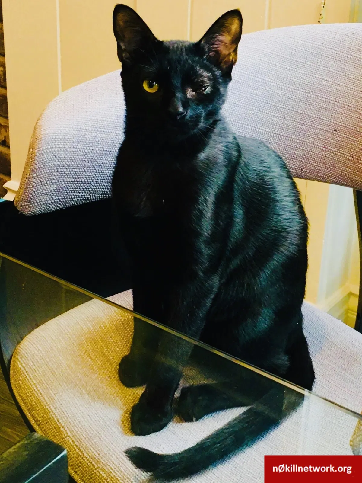 Lost cat in South Pasadena, CA, 91030