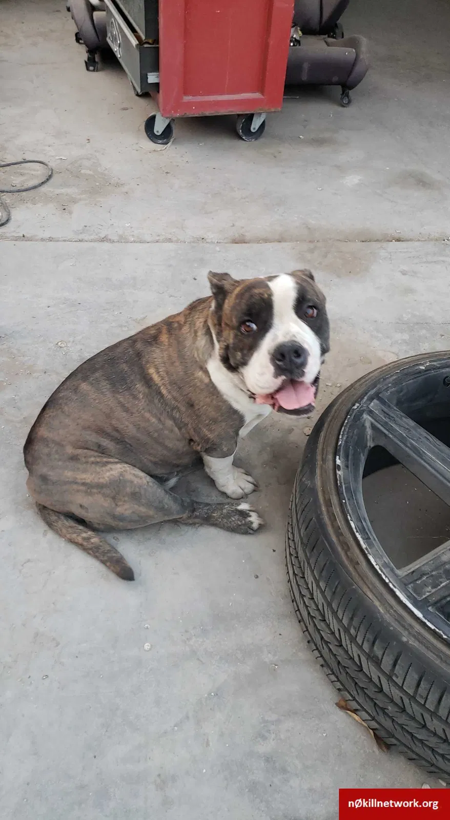 Lost dog in North Las Vegas, NV, 89030