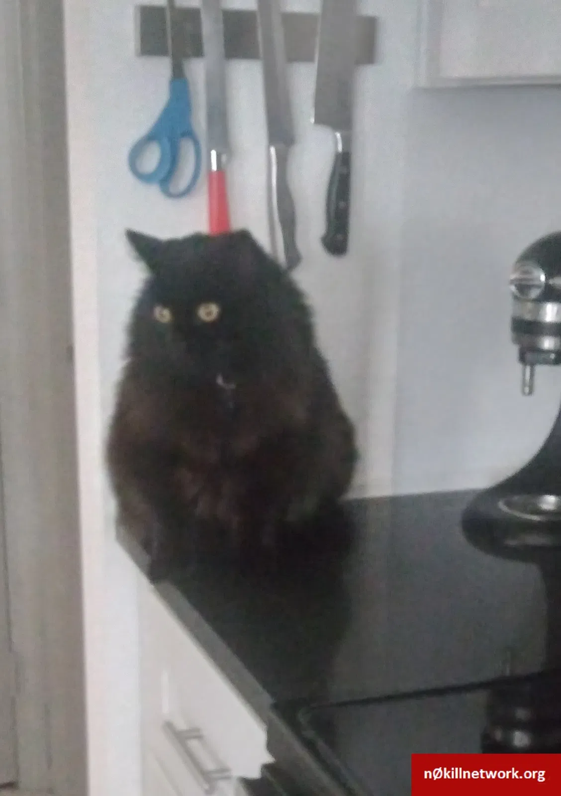 Lost cat in Denver, CO, 80239