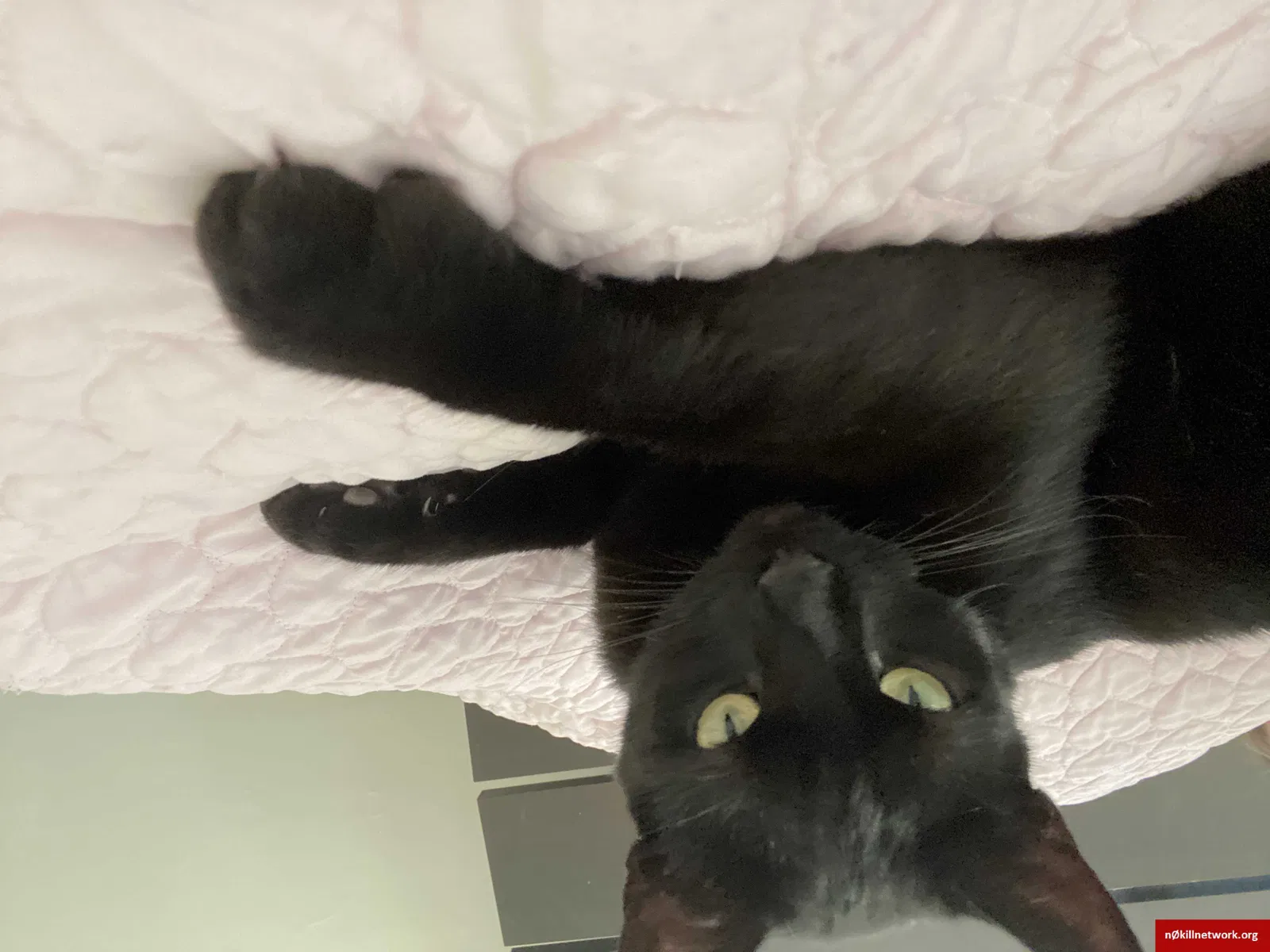 Lost cat in Los Angeles, CA, 90046