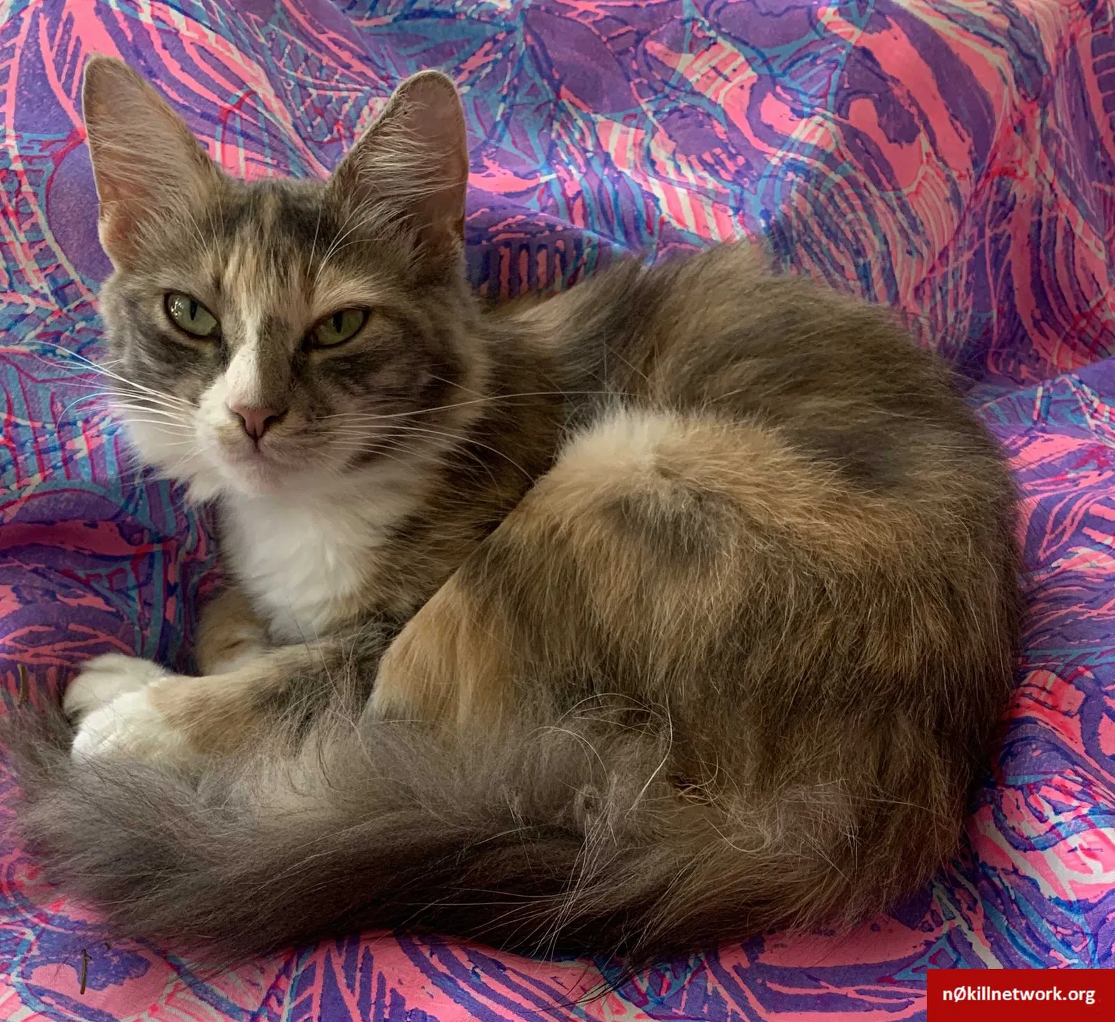 Lost cat in Savannah, GA, 31406