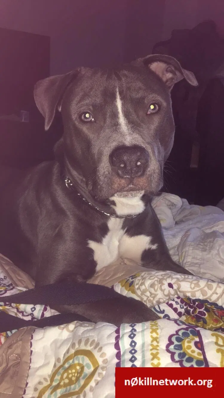 Lost dog in Sacramento, CA, 95838