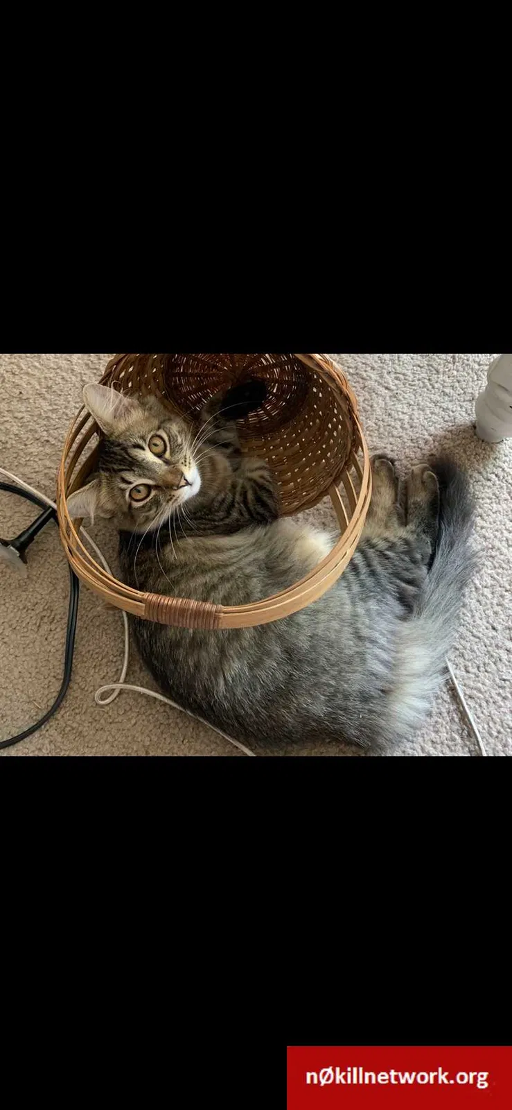 Lost cat in Wilmington, NC, 28403