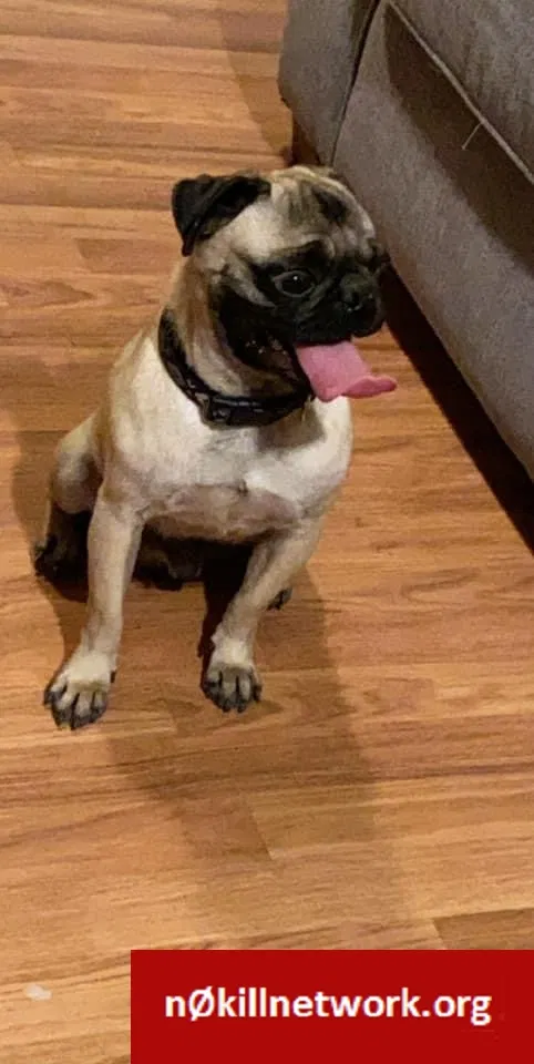 Lost dog in Pharr, TX, 78577