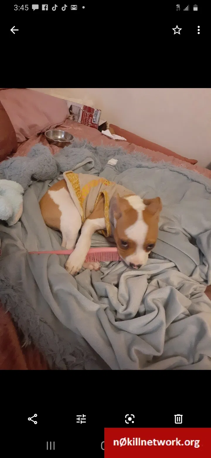 Lost dog in Tucson, AZ, 85705