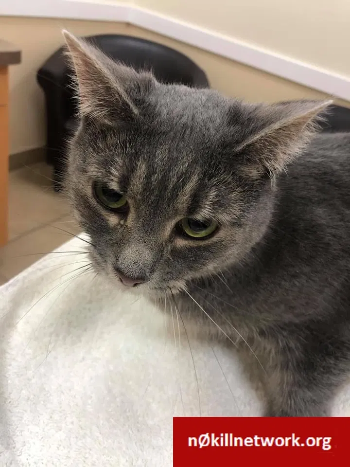 Lost cat in Warminster, PA, 18974