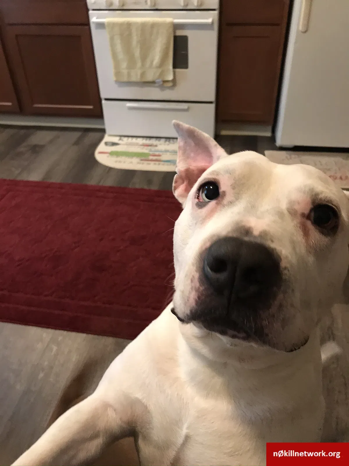 Lost dog in Columbus, OH, 43206