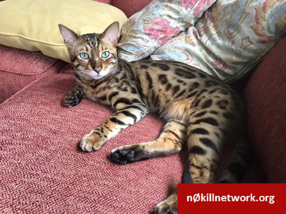 Lost cat in Hugo, MN, 55038