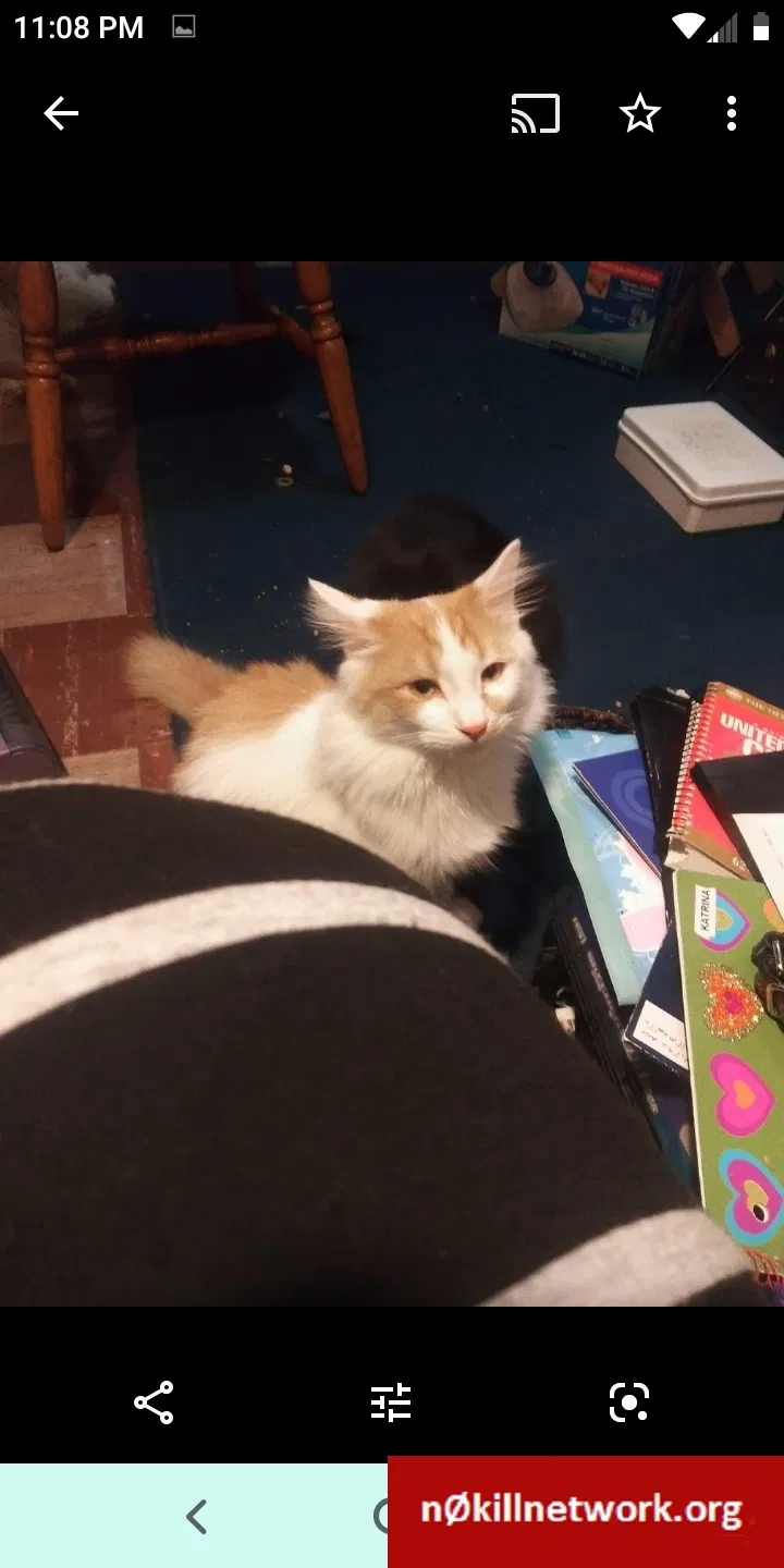 Lost cat in Spokane, WA, 99216