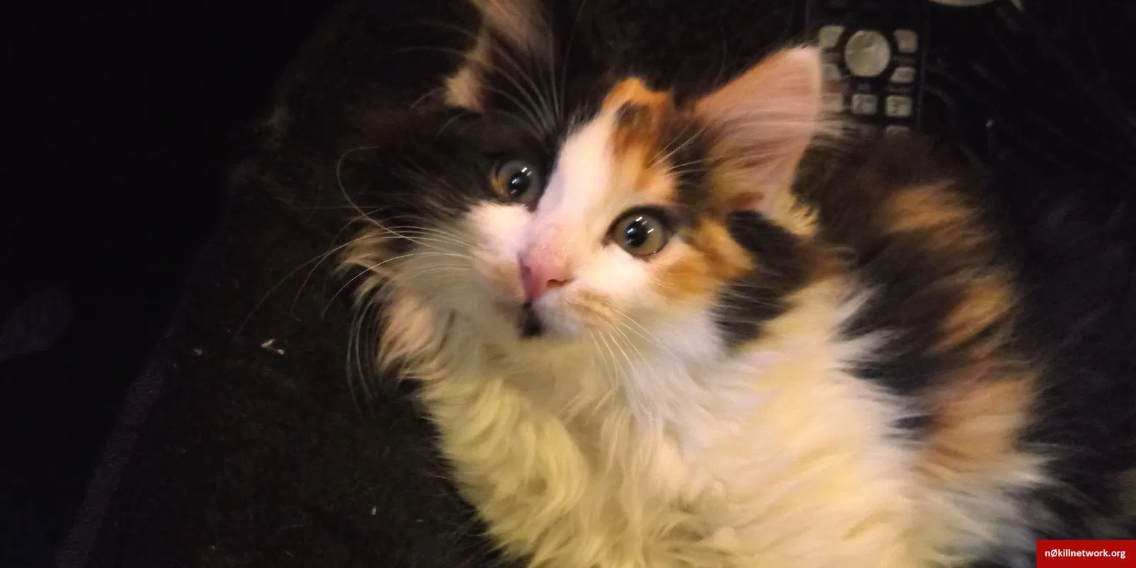 Lost cat in Spokane, WA, 99216