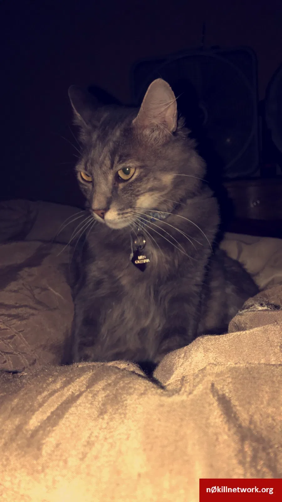 Lost cat in Ballwin, MO, 63011