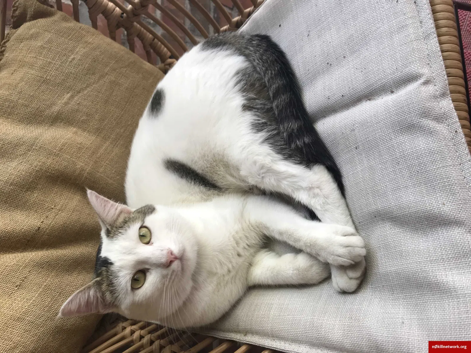 Lost cat in San Jose, CA, 95126