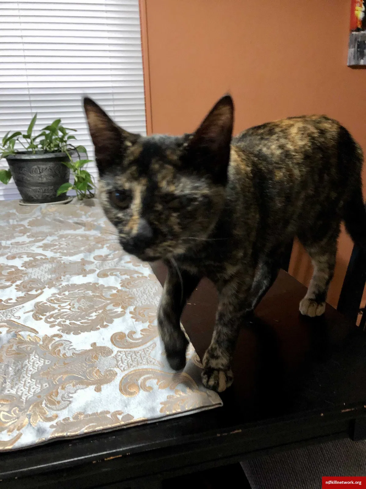 Lost cat in Belchertown, MA, 1007