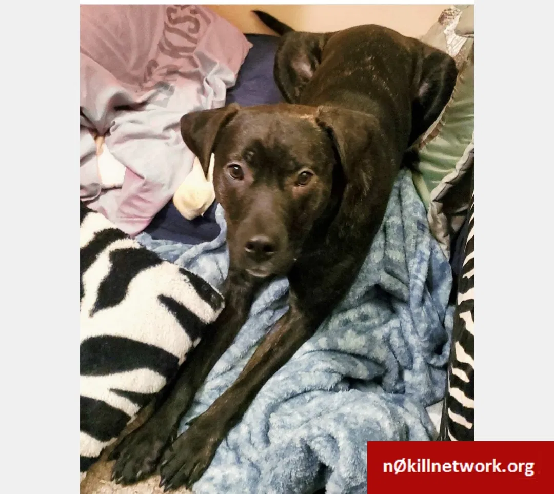 Lost dog in Airway Heights, WA, 99001