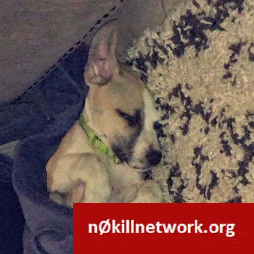 Lost dog in South El Monte, CA, 91733