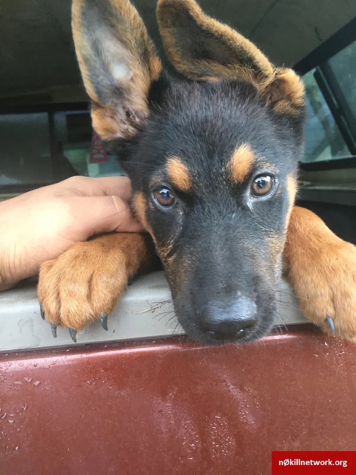 Lost dog in Bryan, TX, 77803