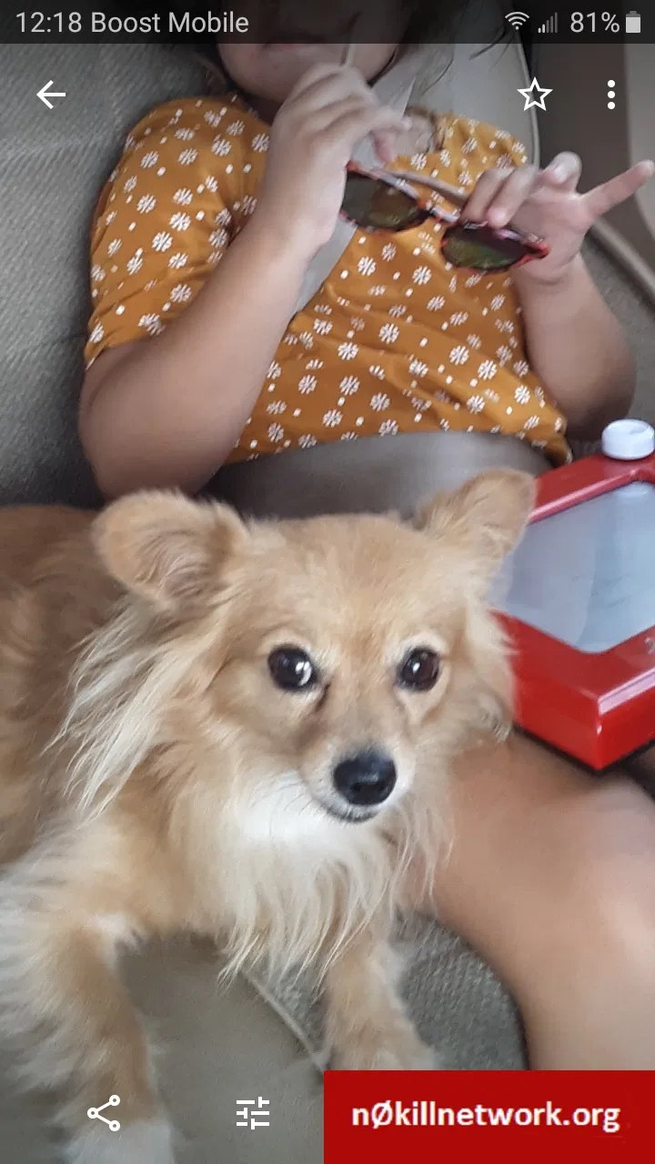 Lost dog in Miami, FL, 33186