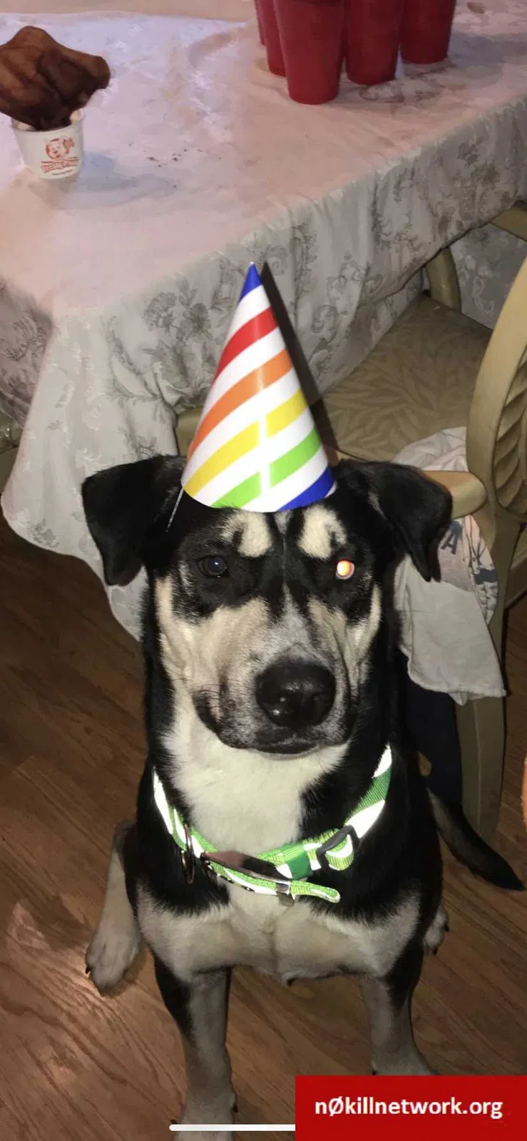 Lost dog in Charleroi, PA, 15022