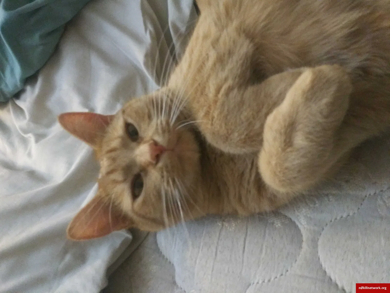 Lost cat in Fort Wayne, IN, 46815