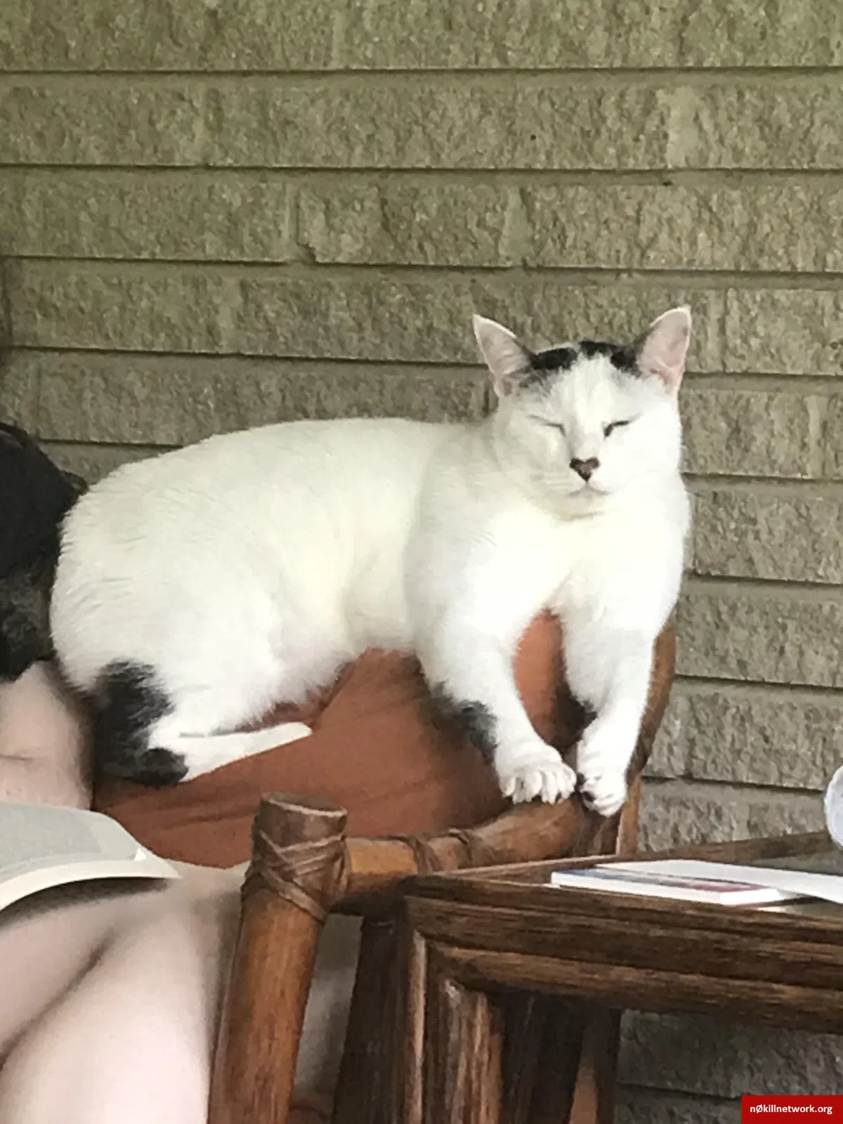 Lost cat in Opelousas, LA, 70570