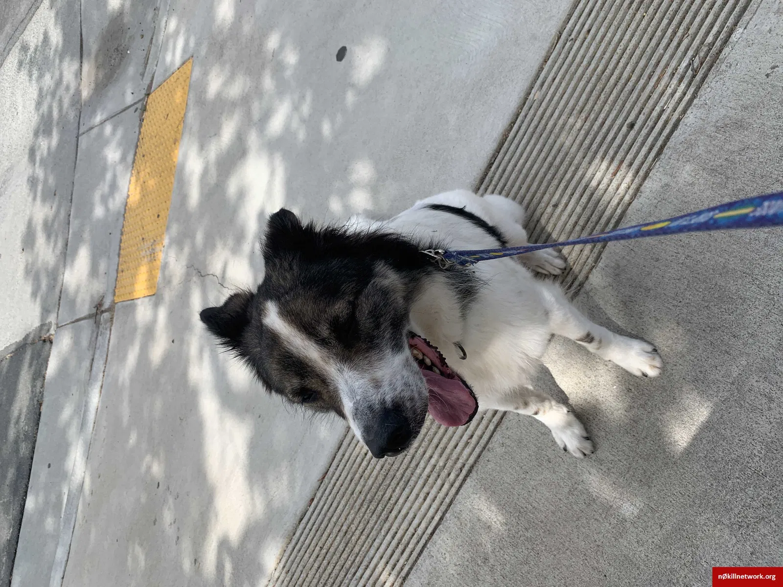 Lost dog in San Diego, CA, 92154