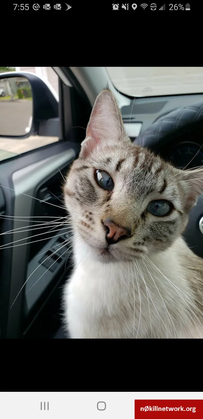 Lost cat in Vancouver, WA, 98665