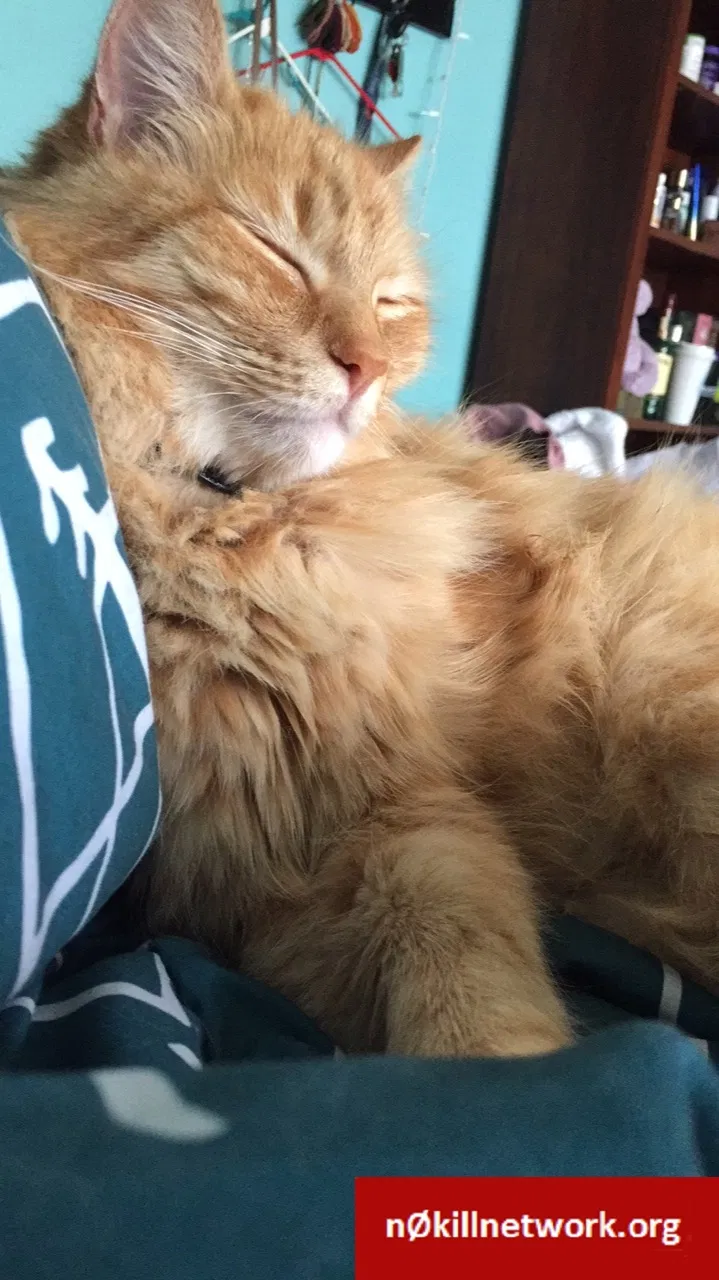Lost cat in Harbor City, CA, 90710