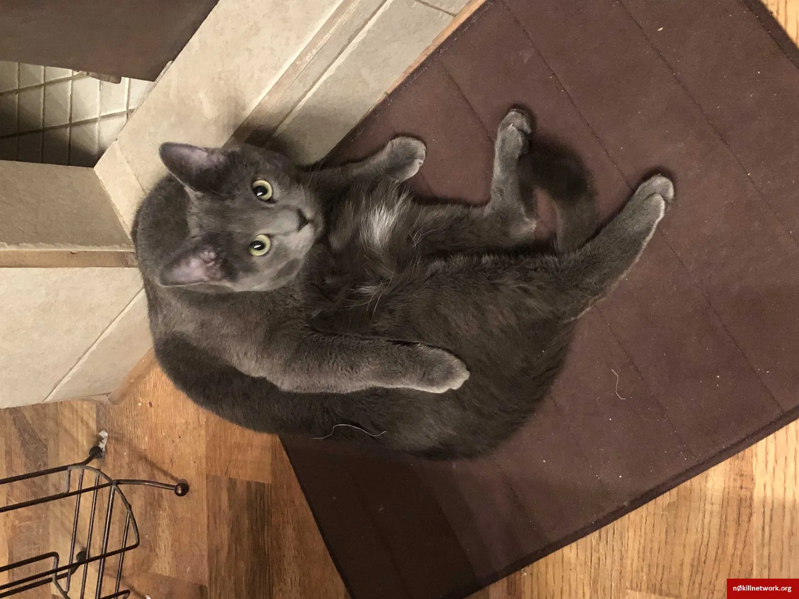 Lost cat in Parker, CO, 80138